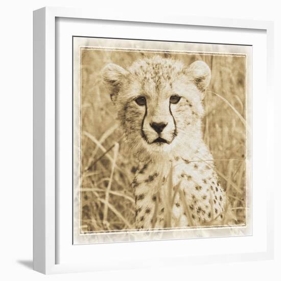 Young Africa Cheetah-Susann Parker-Framed Photographic Print