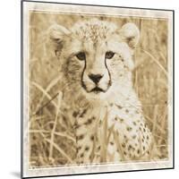 Young Africa Cheetah-Susann Parker-Mounted Photographic Print