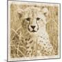 Young Africa Cheetah-Susann Parker-Mounted Photographic Print
