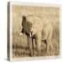 Young Africa Elephant-Susann Parker-Stretched Canvas