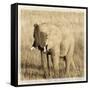 Young Africa Elephant-Susann Parker-Framed Stretched Canvas