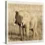 Young Africa Elephant-Susann Parker-Stretched Canvas