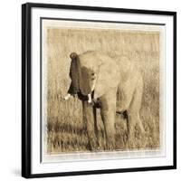 Young Africa Elephant-Susann Parker-Framed Photographic Print