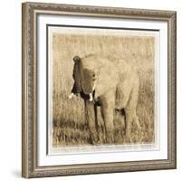 Young Africa Elephant-Susann Parker-Framed Photographic Print