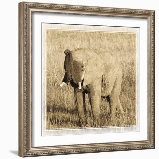 Young Africa Elephant-Susann Parker-Framed Photographic Print