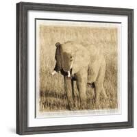 Young Africa Elephant-Susann Parker-Framed Photographic Print