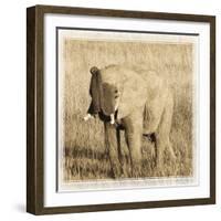 Young Africa Elephant-Susann Parker-Framed Photographic Print