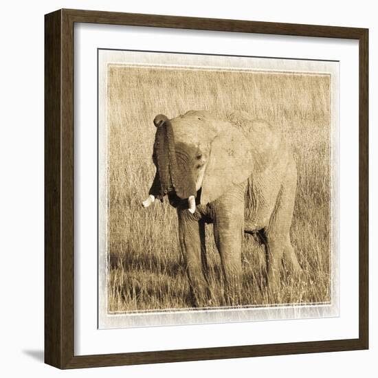 Young Africa Elephant-Susann Parker-Framed Photographic Print