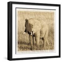 Young Africa Elephant-Susann Parker-Framed Photographic Print