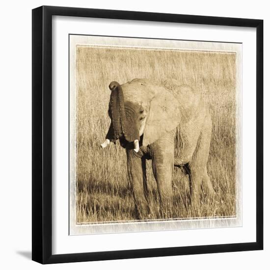 Young Africa Elephant-Susann Parker-Framed Photographic Print