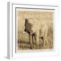 Young Africa Elephant-Susann Parker-Framed Photographic Print