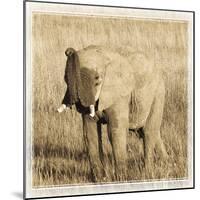 Young Africa Elephant-Susann Parker-Mounted Photographic Print
