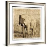 Young Africa Elephant-Susann Parker-Framed Photographic Print