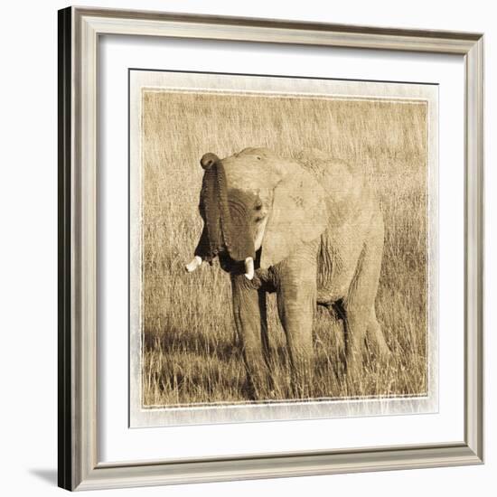 Young Africa Elephant-Susann Parker-Framed Photographic Print