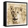 Young Africa Lion-Susann Parker-Framed Stretched Canvas