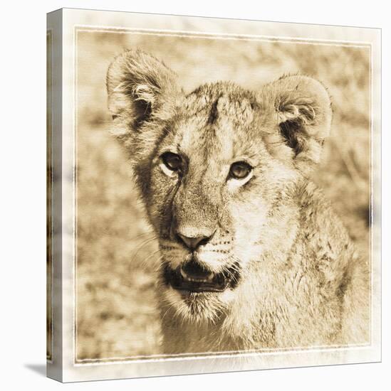 Young Africa Lion-Susann Parker-Stretched Canvas