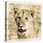 Young Africa Lion-Susann Parker-Stretched Canvas
