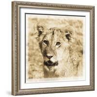 Young Africa Lion-Susann Parker-Framed Photographic Print