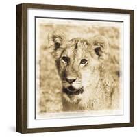 Young Africa Lion-Susann Parker-Framed Photographic Print