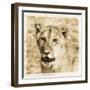 Young Africa Lion-Susann Parker-Framed Photographic Print