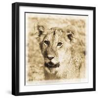 Young Africa Lion-Susann Parker-Framed Photographic Print