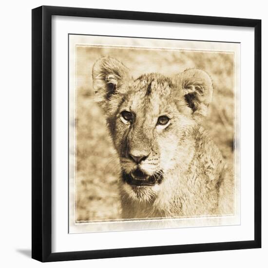 Young Africa Lion-Susann Parker-Framed Photographic Print