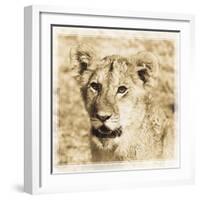 Young Africa Lion-Susann Parker-Framed Photographic Print