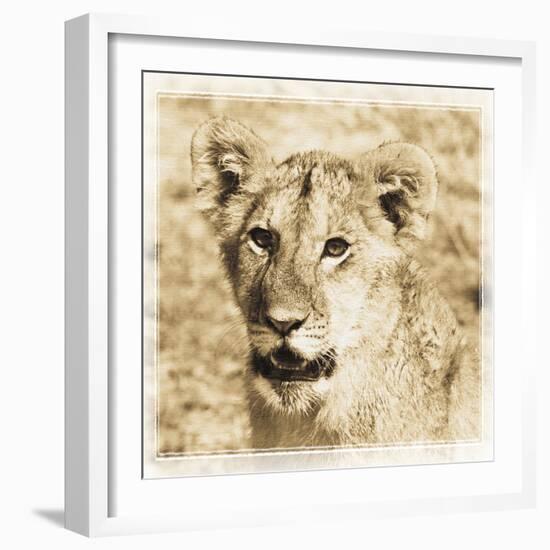 Young Africa Lion-Susann Parker-Framed Photographic Print