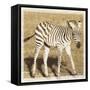 Young Africa Zebra-Susann Parker-Framed Stretched Canvas