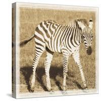 Young Africa Zebra-Susann Parker-Stretched Canvas