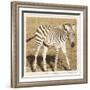 Young Africa Zebra-Susann Parker-Framed Photographic Print