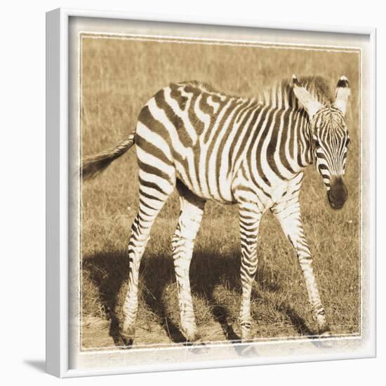 Young Africa Zebra-Susann Parker-Framed Photographic Print