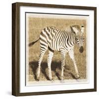 Young Africa Zebra-Susann Parker-Framed Photographic Print