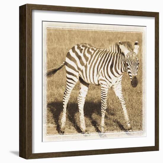 Young Africa Zebra-Susann Parker-Framed Photographic Print