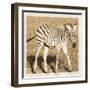 Young Africa Zebra-Susann Parker-Framed Photographic Print