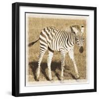 Young Africa Zebra-Susann Parker-Framed Photographic Print