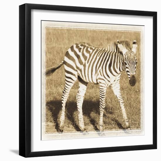 Young Africa Zebra-Susann Parker-Framed Photographic Print