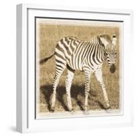 Young Africa Zebra-Susann Parker-Framed Photographic Print