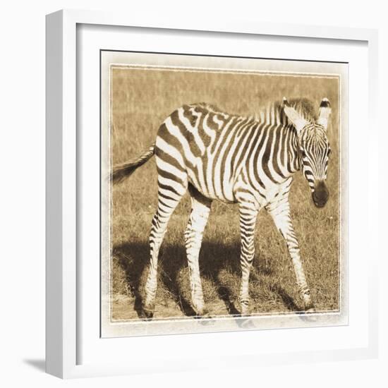 Young Africa Zebra-Susann Parker-Framed Photographic Print