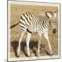 Young Africa Zebra-Susann Parker-Mounted Photographic Print