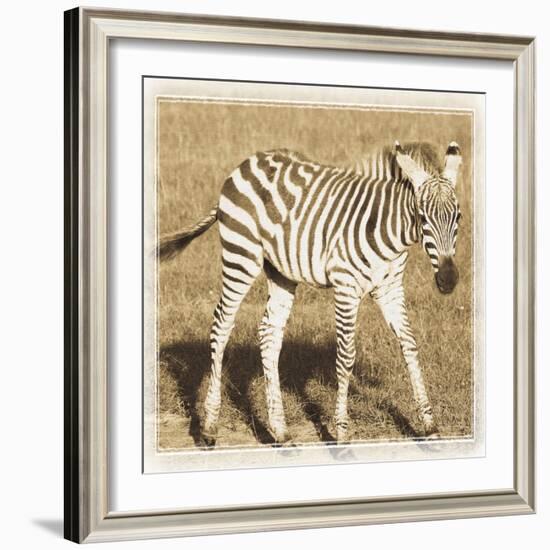 Young Africa Zebra-Susann Parker-Framed Photographic Print