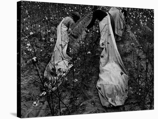 Young African American Cotton Pickers Standing in the Cotton Field with their Sacks-Ben Shahn-Stretched Canvas