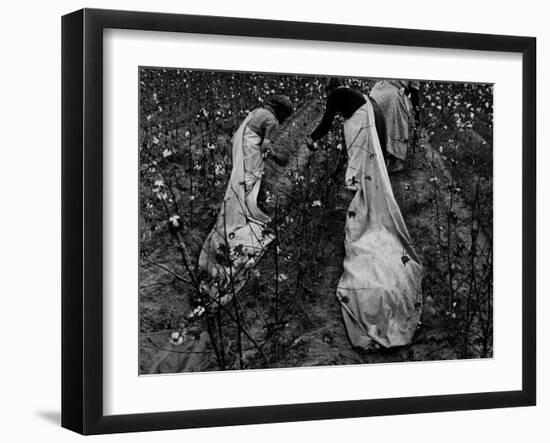 Young African American Cotton Pickers Standing in the Cotton Field with their Sacks-Ben Shahn-Framed Photographic Print