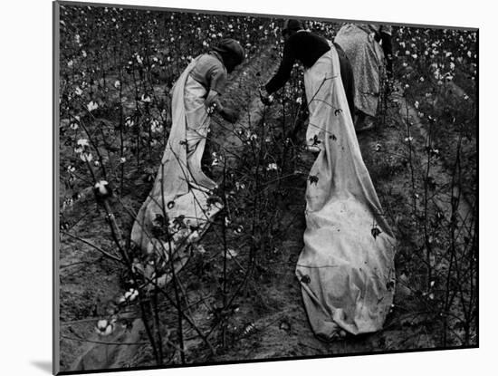 Young African American Cotton Pickers Standing in the Cotton Field with their Sacks-Ben Shahn-Mounted Photographic Print