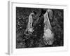 Young African American Cotton Pickers Standing in the Cotton Field with their Sacks-Ben Shahn-Framed Photographic Print