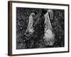 Young African American Cotton Pickers Standing in the Cotton Field with their Sacks-Ben Shahn-Framed Photographic Print