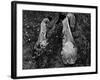 Young African American Cotton Pickers Standing in the Cotton Field with their Sacks-Ben Shahn-Framed Photographic Print