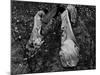 Young African American Cotton Pickers Standing in the Cotton Field with their Sacks-Ben Shahn-Mounted Photographic Print