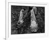 Young African American Cotton Pickers Standing in the Cotton Field with their Sacks-Ben Shahn-Framed Photographic Print