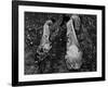 Young African American Cotton Pickers Standing in the Cotton Field with their Sacks-Ben Shahn-Framed Photographic Print